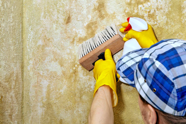 Best Black Mold Removal  in USA